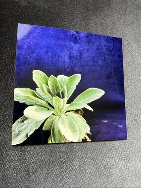 Mullein Art Print